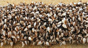 northGooseneckbarnacles