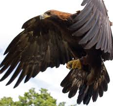 brown eagle